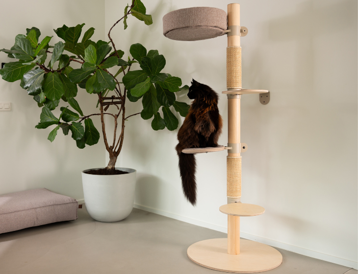 Fantail Adventurer Kratzbaum