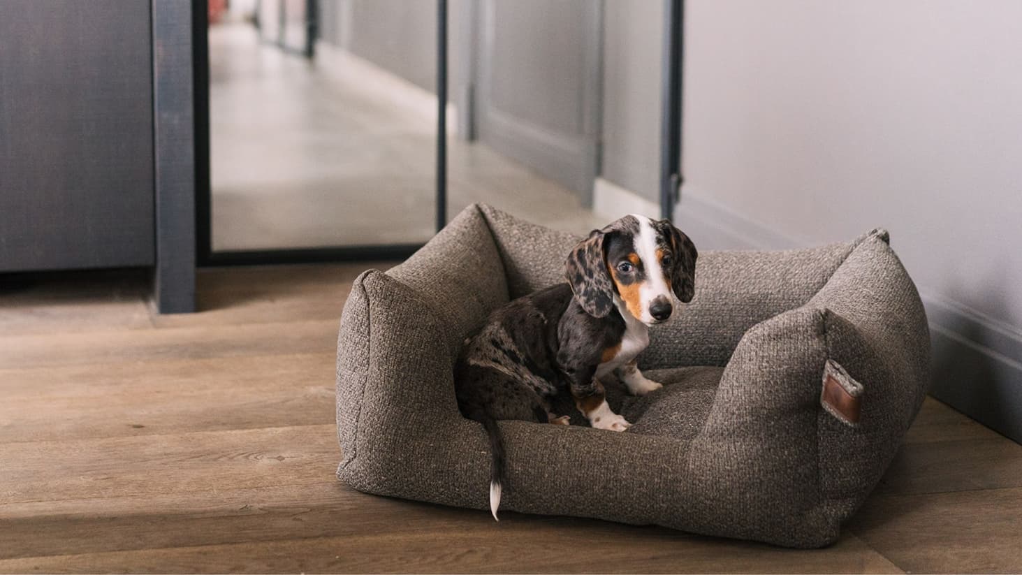 Dog resting in a bed near the doorway
