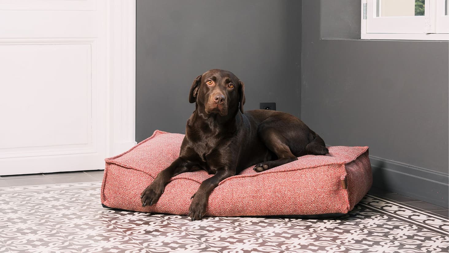 Dog resting long in a spacious bed