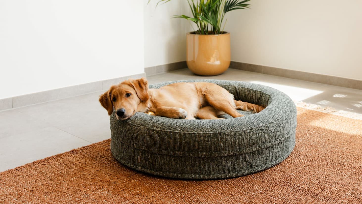 Dog resting in the Swirl dog bed