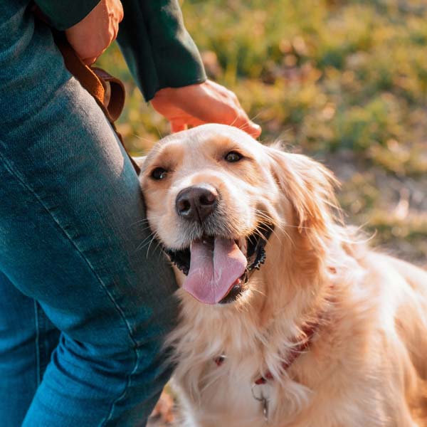 Happy golden retriever with owner