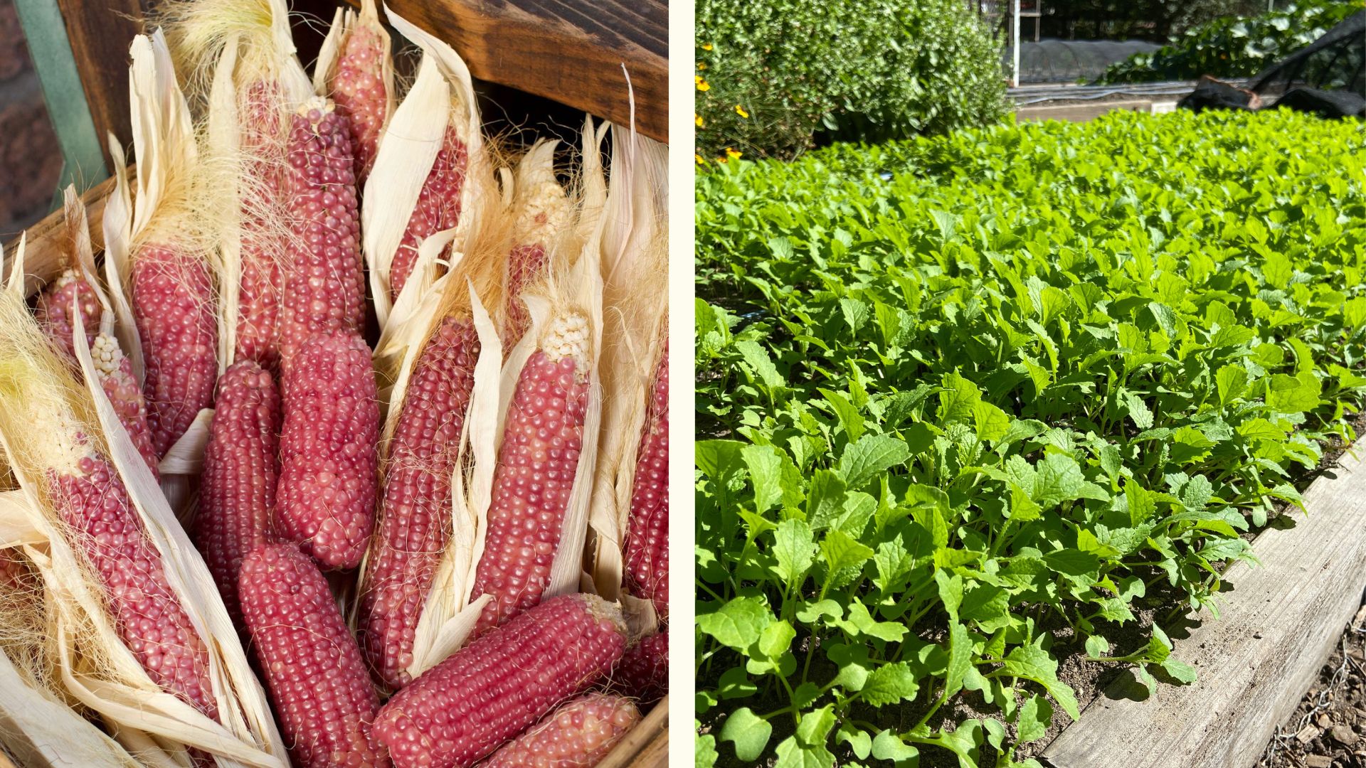 Heirloom Pink Pearl Corn in a basket and Kodiak Mustard Cover Crop in a