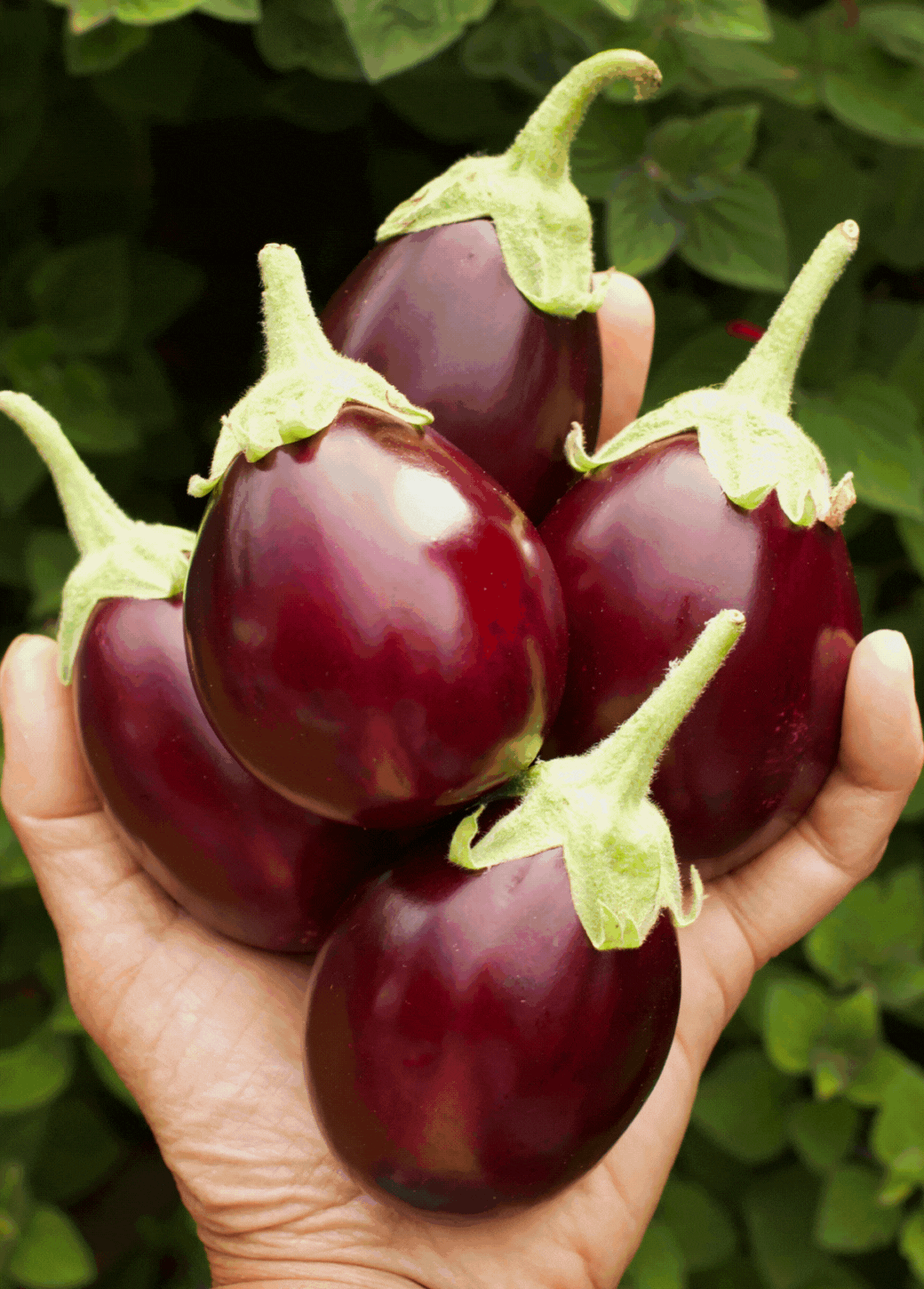 Eggplants Renee's Garden