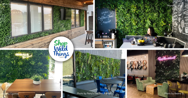 Greenery Wall Chill PIll