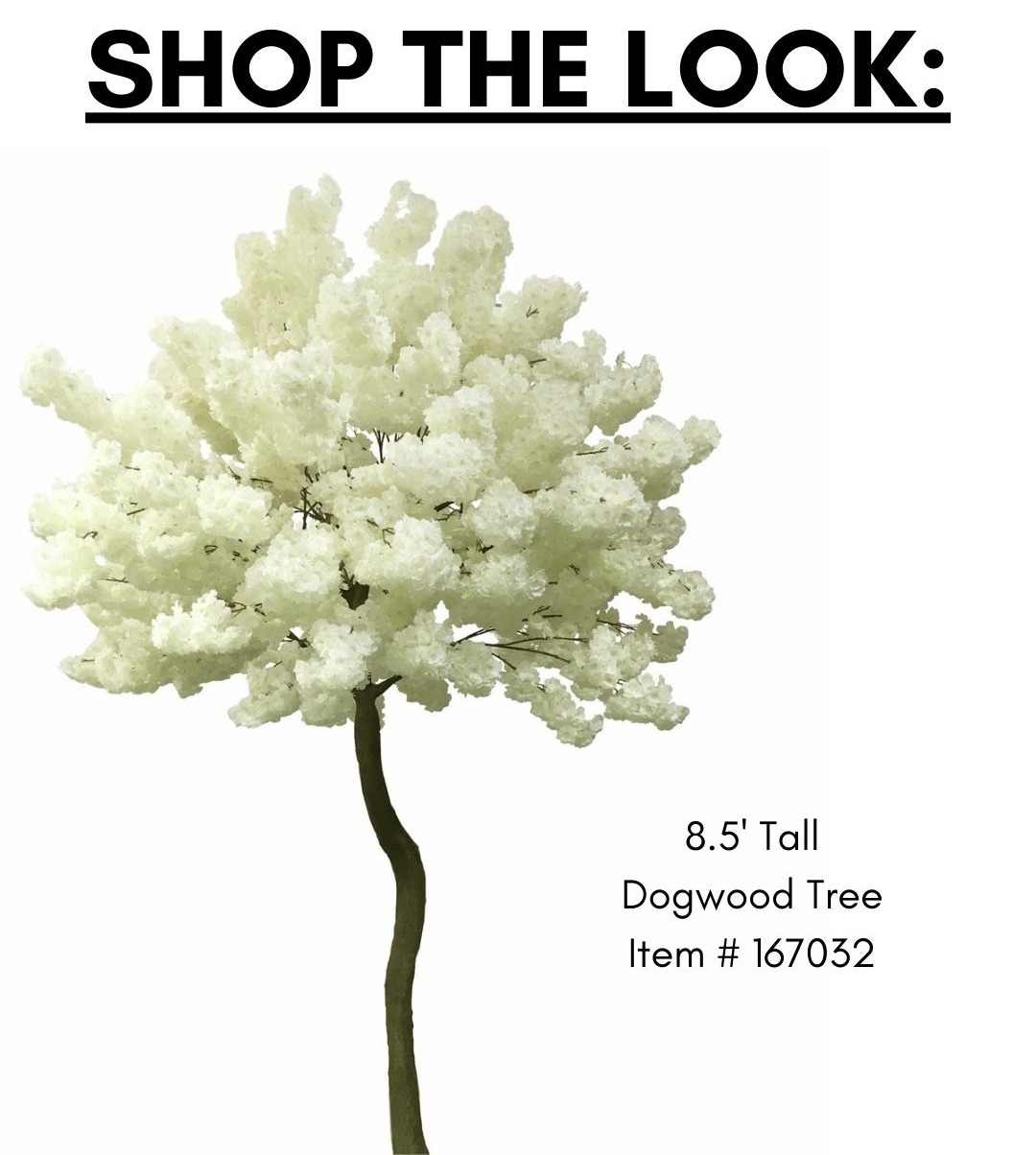 Dogwood Trees