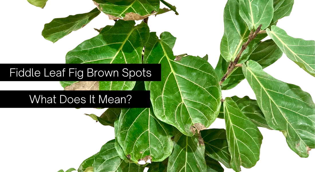 Fiddle Leaf Fig Brown Spots What Does It Mean?? The Roo Apron