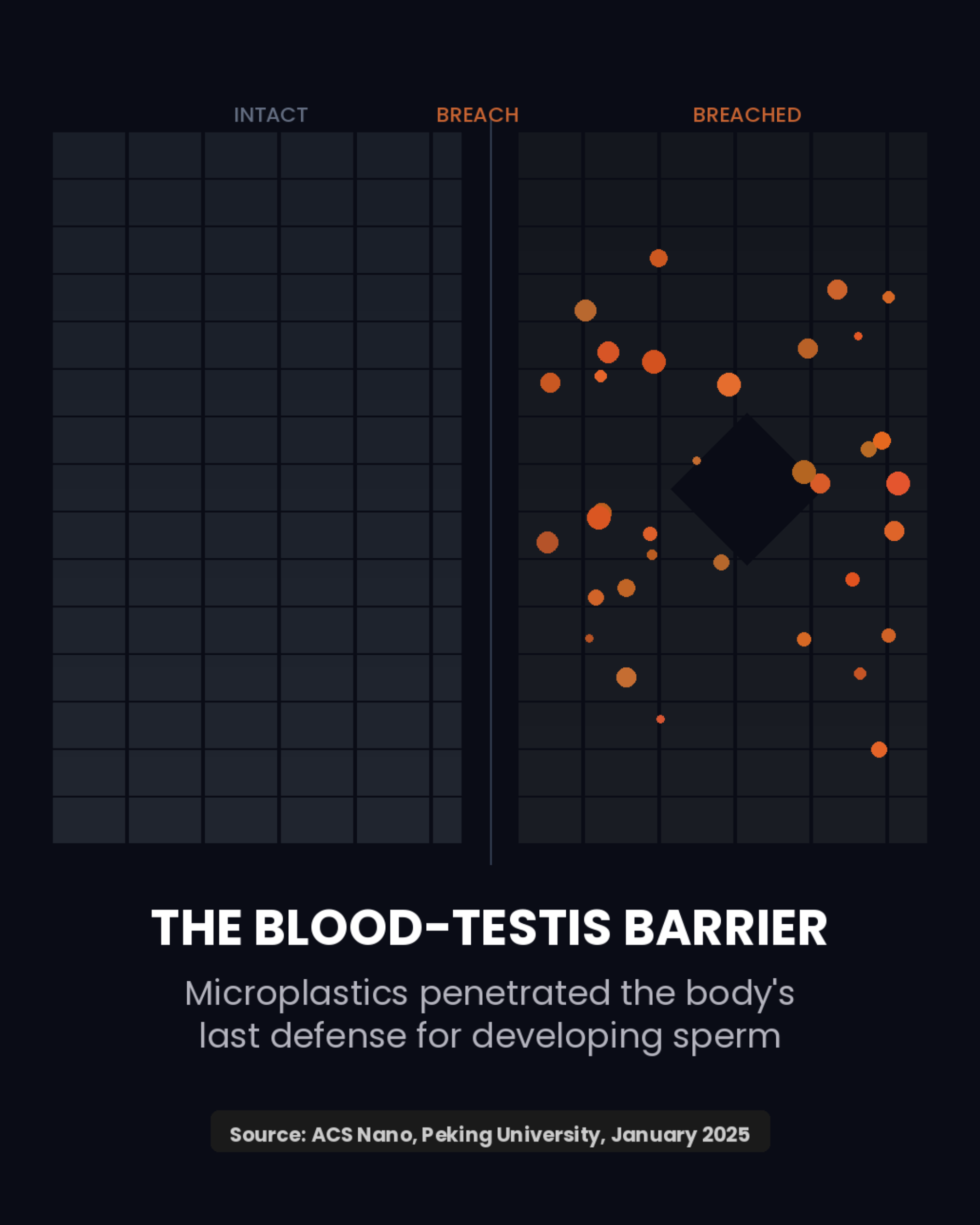 The blood-testis barrier - Microplastics penetrated the body's last defense - Source: ACS Nano, 2025
