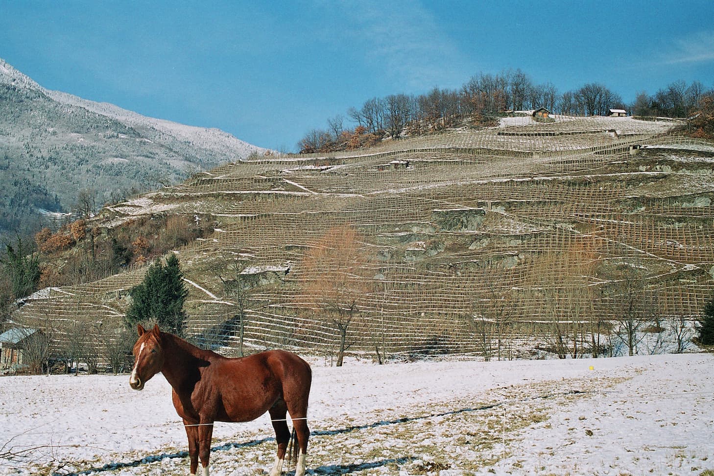 Ardoisières vineyard