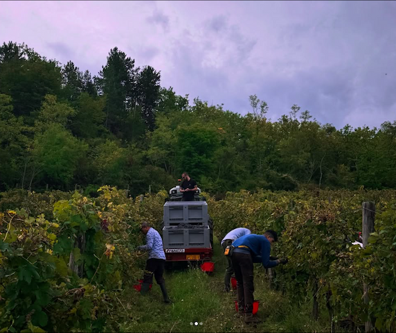 Harvest in the vineyards at Tenuta di Carleone, Radda in Chianti