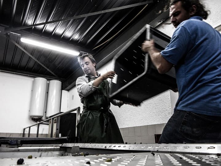 Harvest at Bereche et Fils
