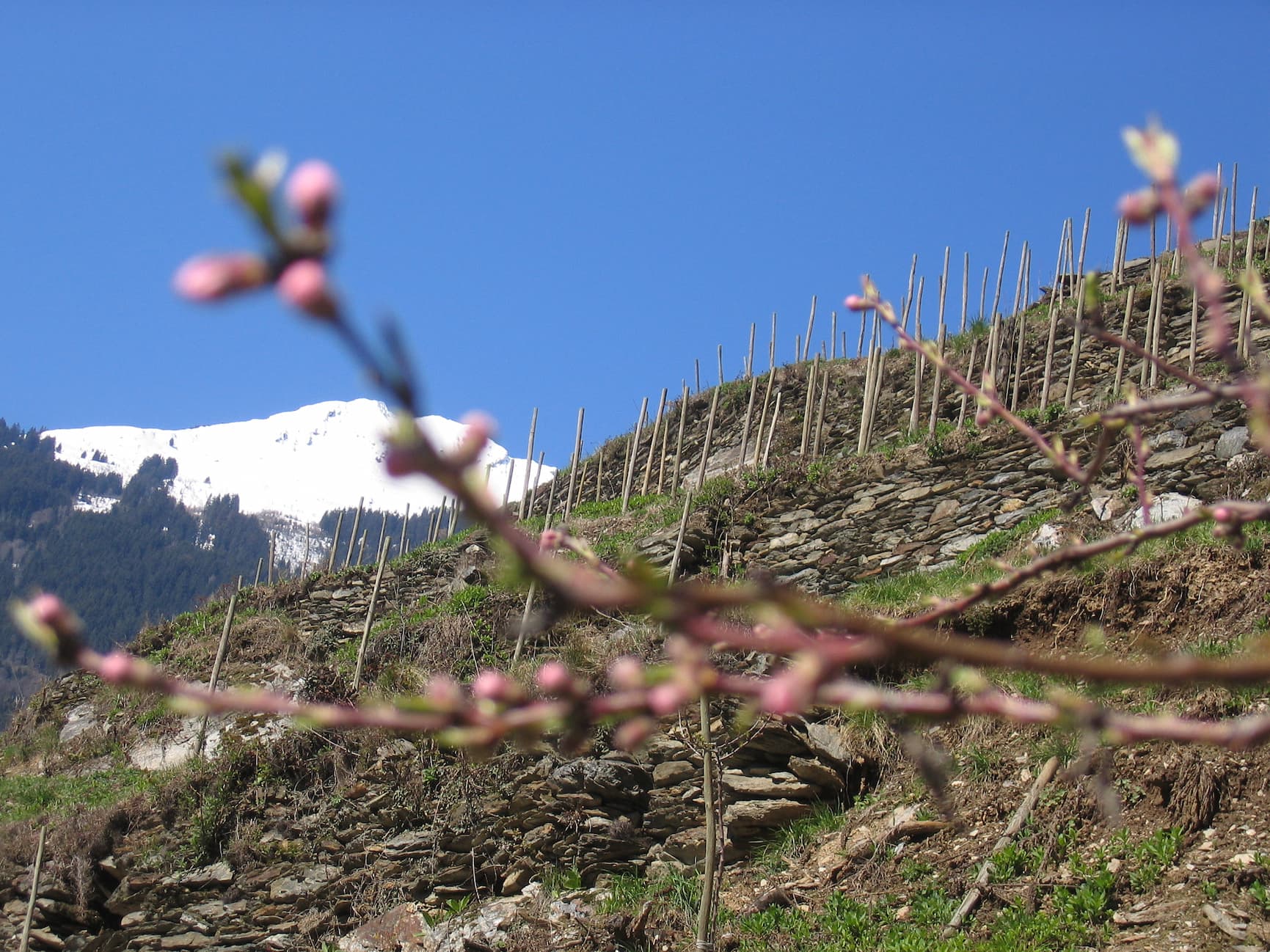 Ardoisières vineyard in blossom