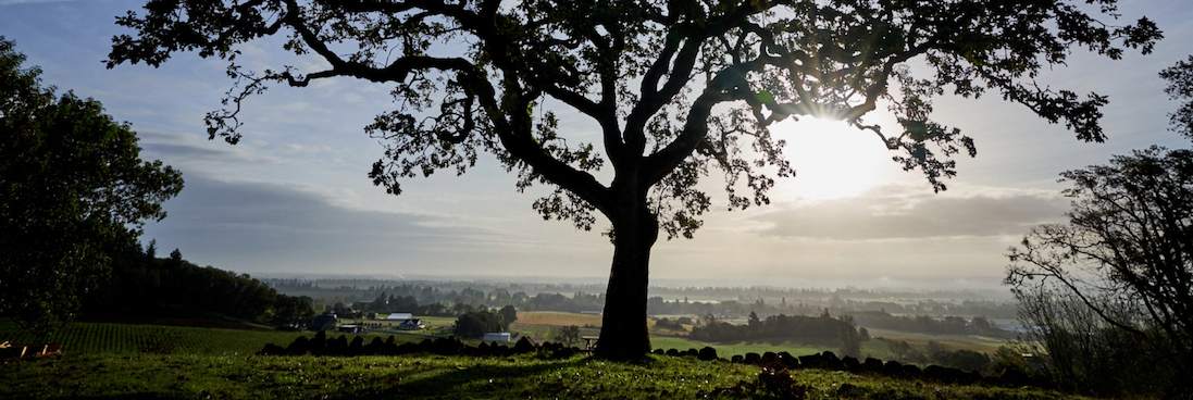 Witness Tree Vineyard, Eola-Amity Hills