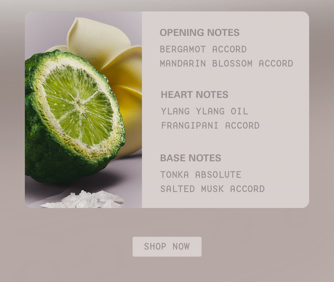 cashmere muse opening notes