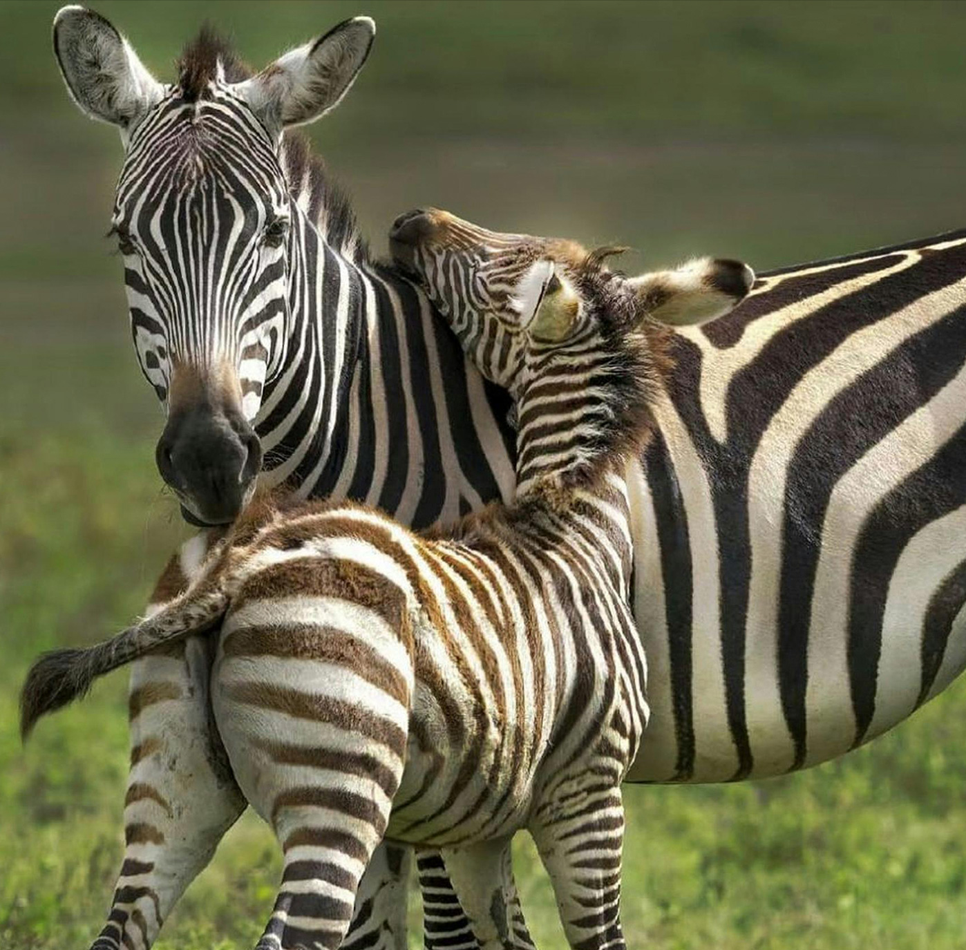 Zebras