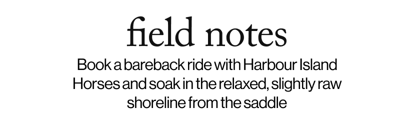 field notes - Book a bareback ride with Harbour Island Horses and soak in the relaxed, slightly raw shoreline from the saddle