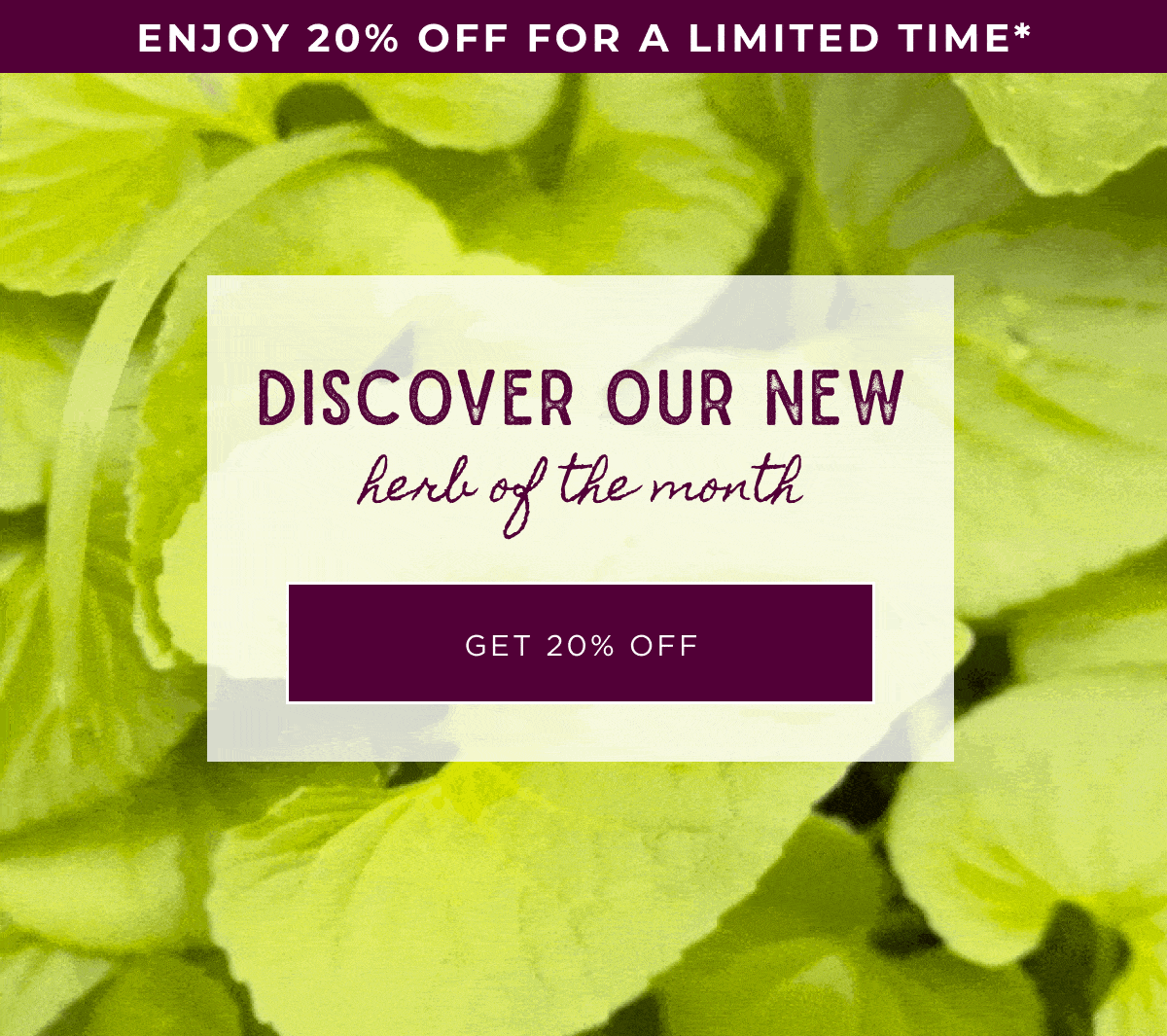 Discover our new herb of the month. Get 20% off. 