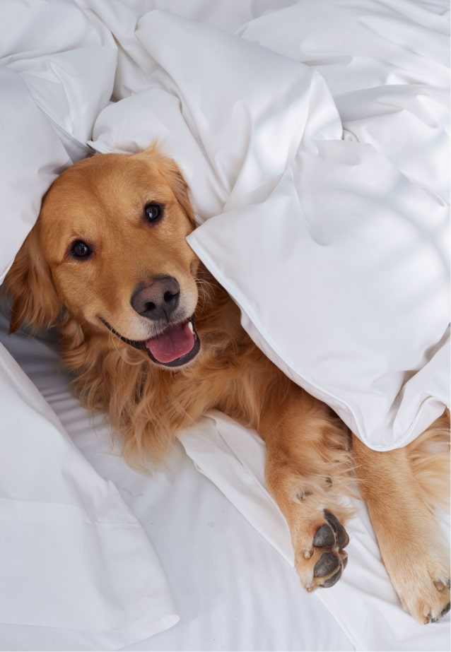 Banner of a a happy golden retriever in a fluffy comforter