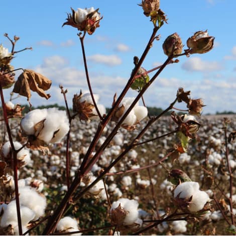 Cotton field
