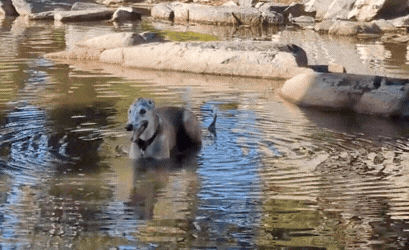 Bonfire dog in river. Bonfire knife is coming soon to Flytanium. Set up alerts. Bonfire dog in river. Bonfire knife is coming soon to Flytanium. Set up alerts.