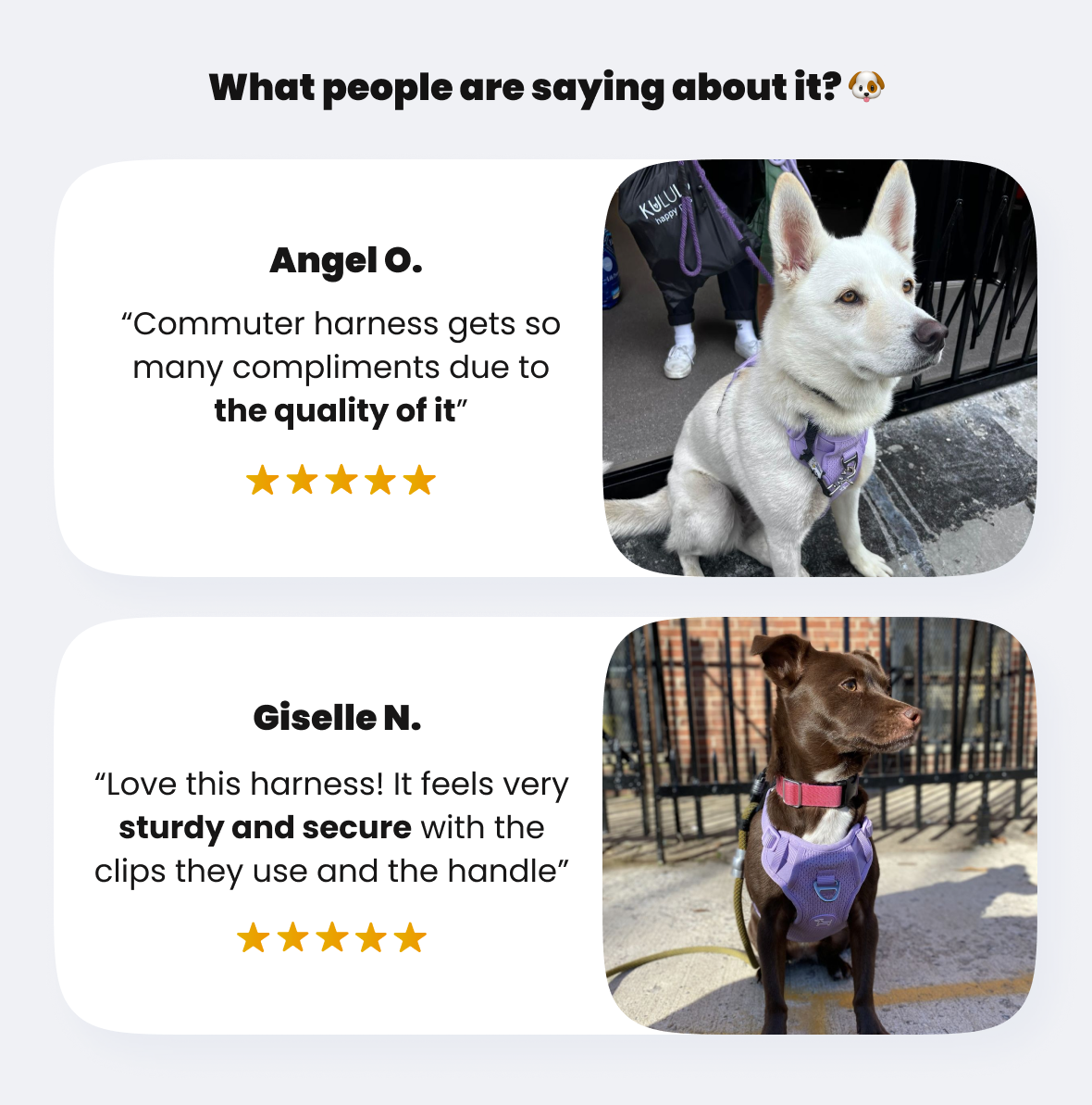 August's Product of the Month Commuter Harness Rifruf Queens