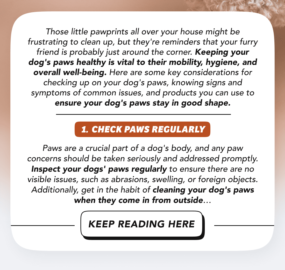 The Ultimate Dog Paw Care Guide 🐾 Rifruf Queens