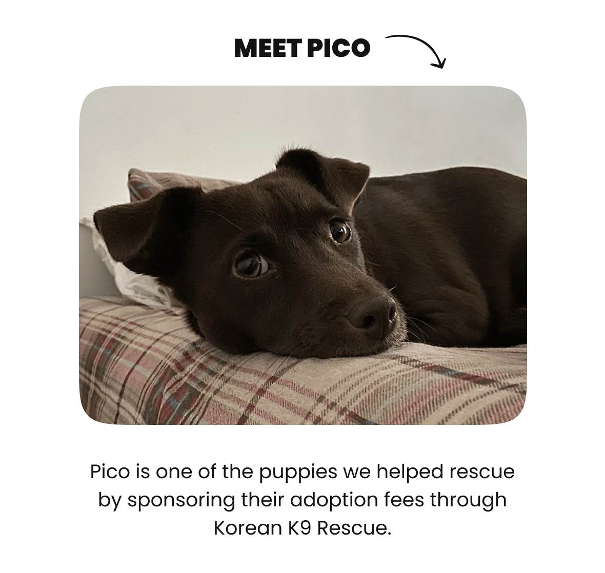 Make a Difference this National Foster a Pet Month! Rifruf Queens