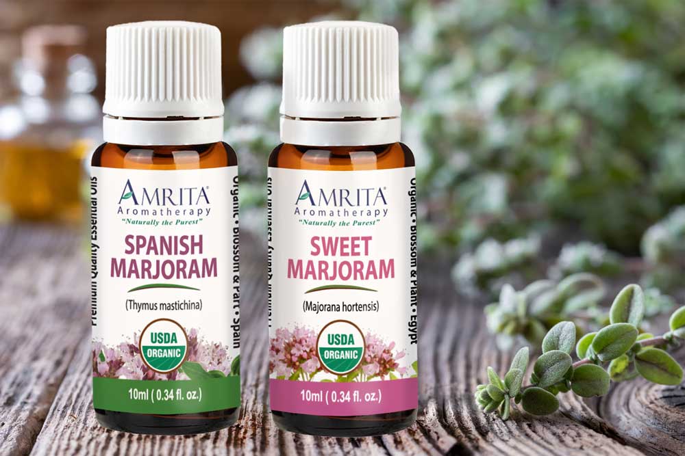 How Different is Spanish versus Sweet Marjoram? Amrita