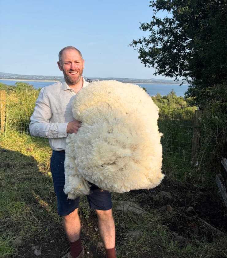 Our Cheviot Sheep Project