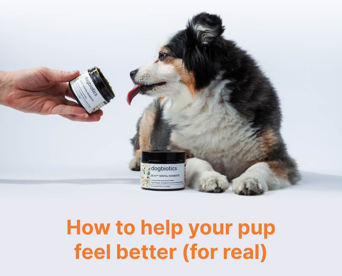 How to help your pup feel better (for real)