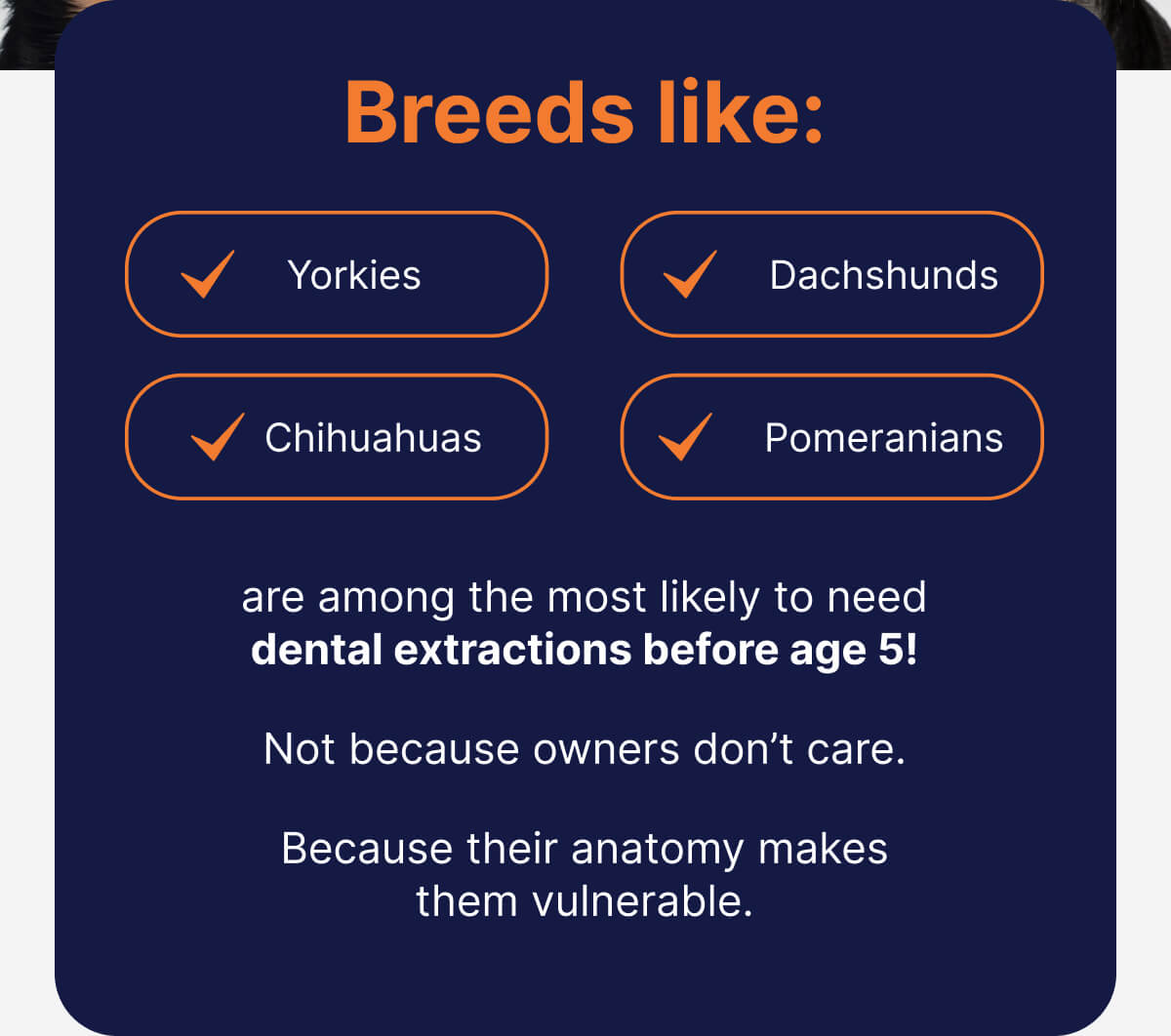 Breeds like: Yorkies | Dachshunds | Chihuahuas | Pomeranians are among the most likely to need dental extractions before age 5! Not because owners don't care. Because their anatomy makes them vulnerable.