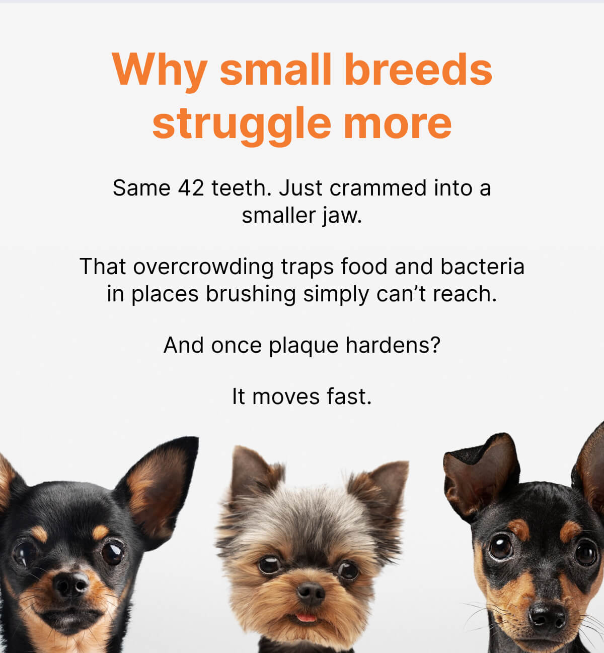 Why small breeds struggle more Same 42 teeth. Just crammed into a smaller jaw. That overcrowding traps food and bacteria in places brushing simply can't reach. And once plaque hardens? It moves fast.