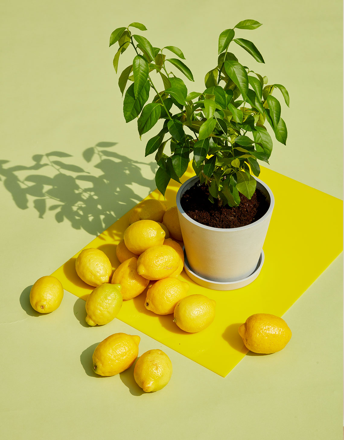 The Lemon Tree