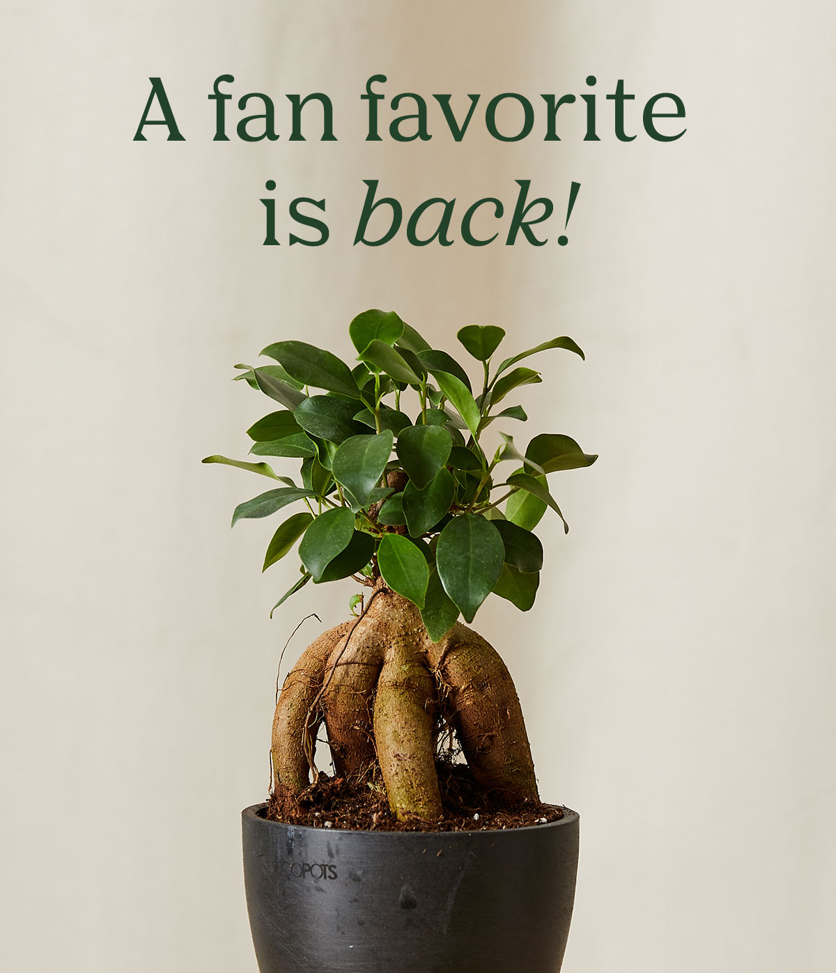 A fan favorite is back- shop now