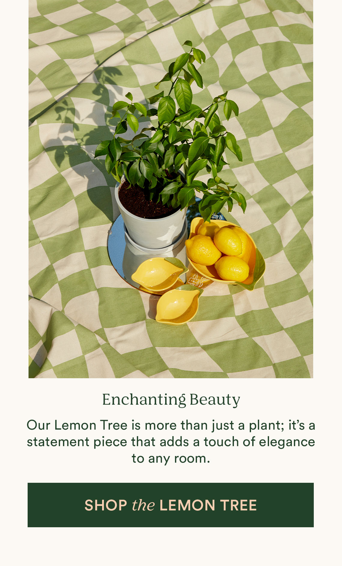 Shop lemon tree
