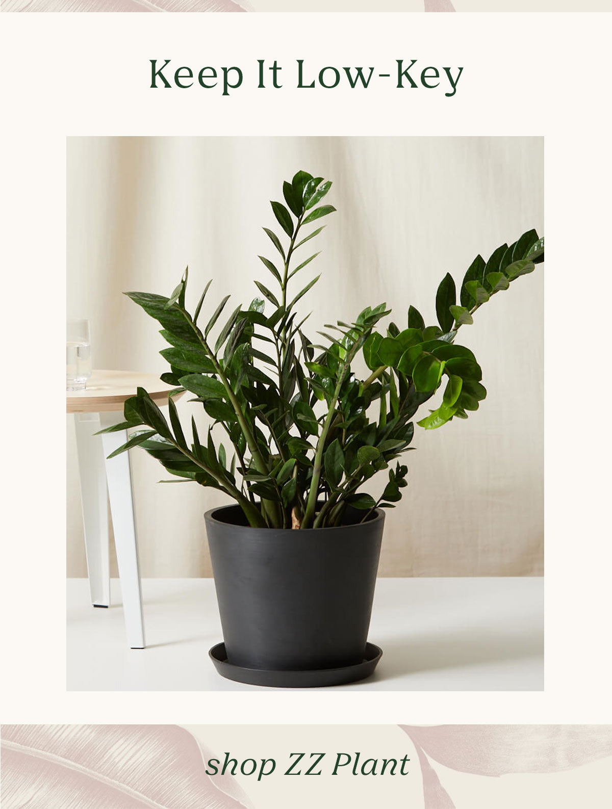 Shop ZZ Plant