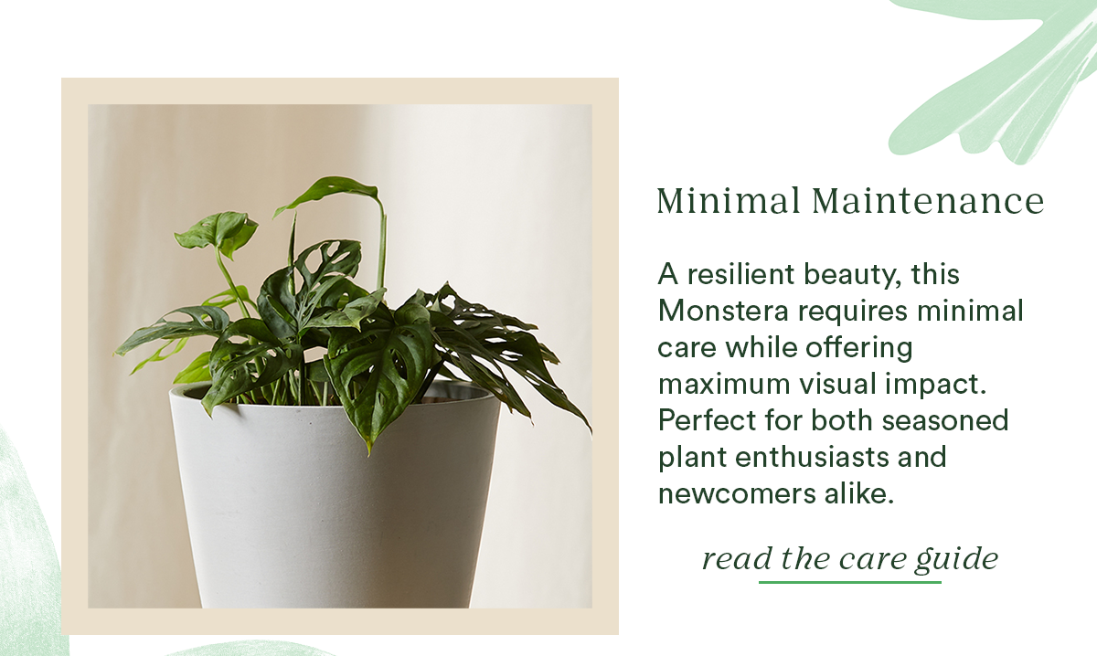 the Monstera Adansonii requires minimal maintenance