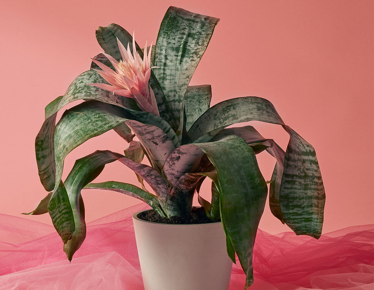 Shop Pink Plants