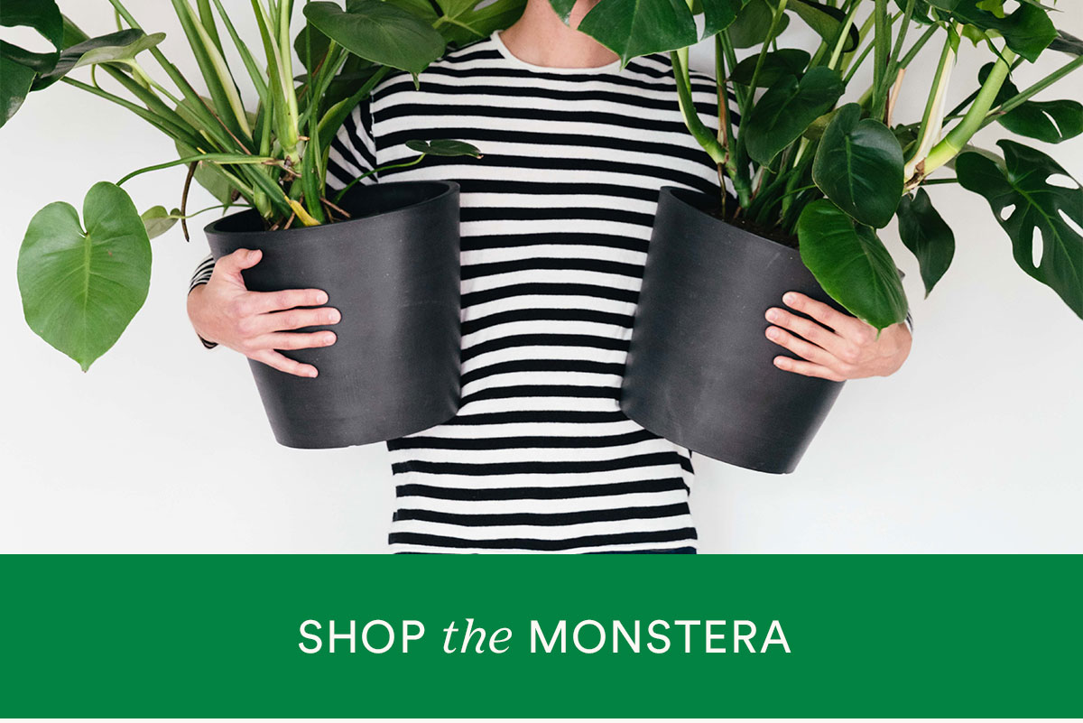 Save 20% on the Monstera