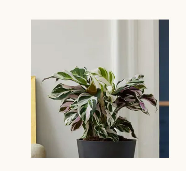 Shop Calathea Stella