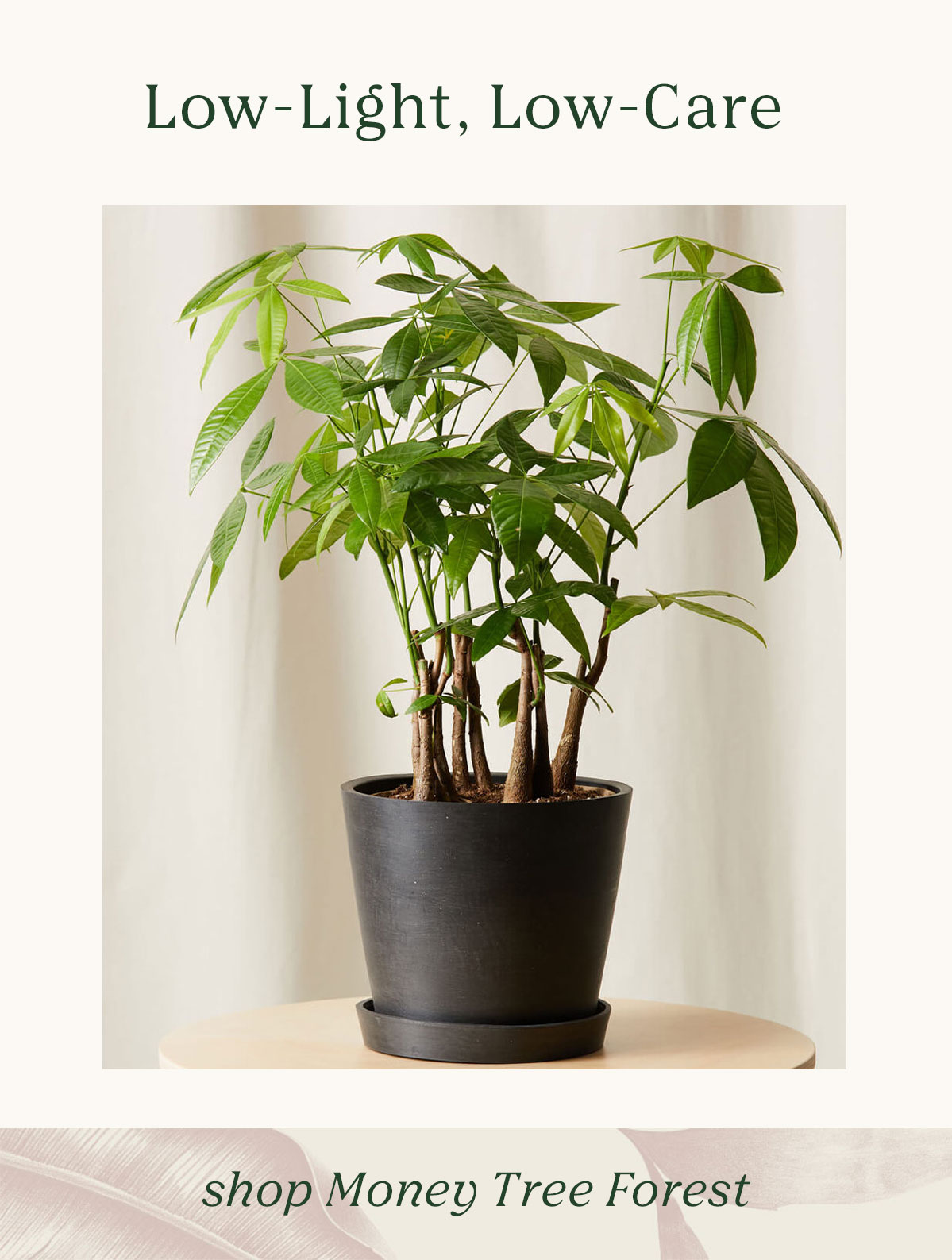 Shop Money Tree Forest