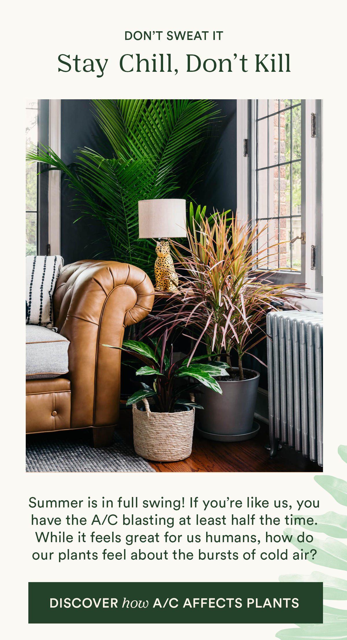 Is A/C bad for plants, learn more