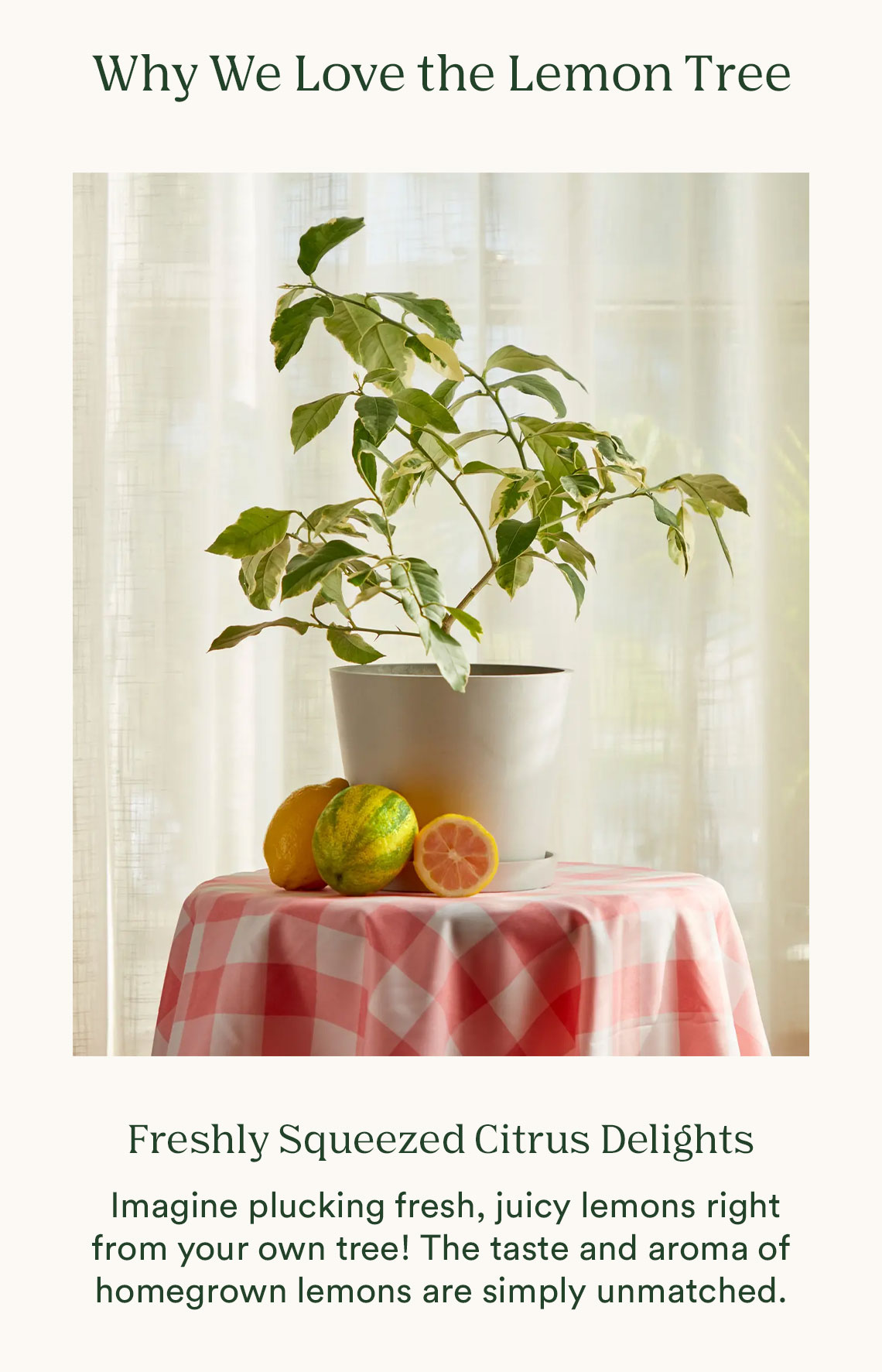 Why we love the lemon tree