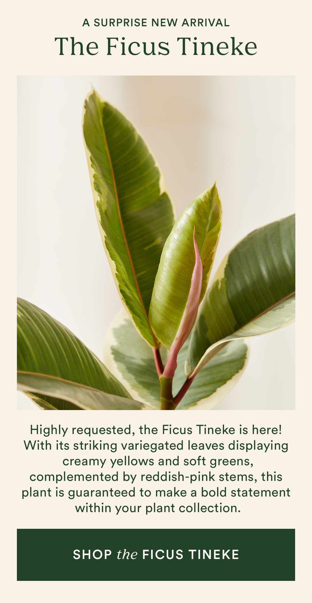 shop new Ficus Tineke