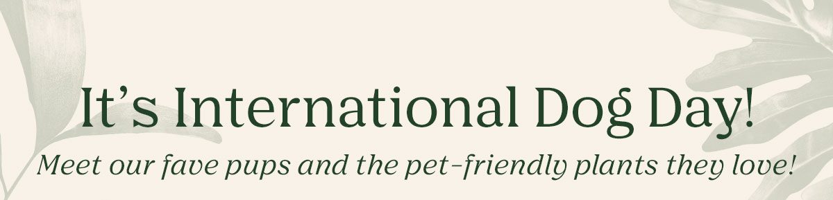 Happy International Dog Day
