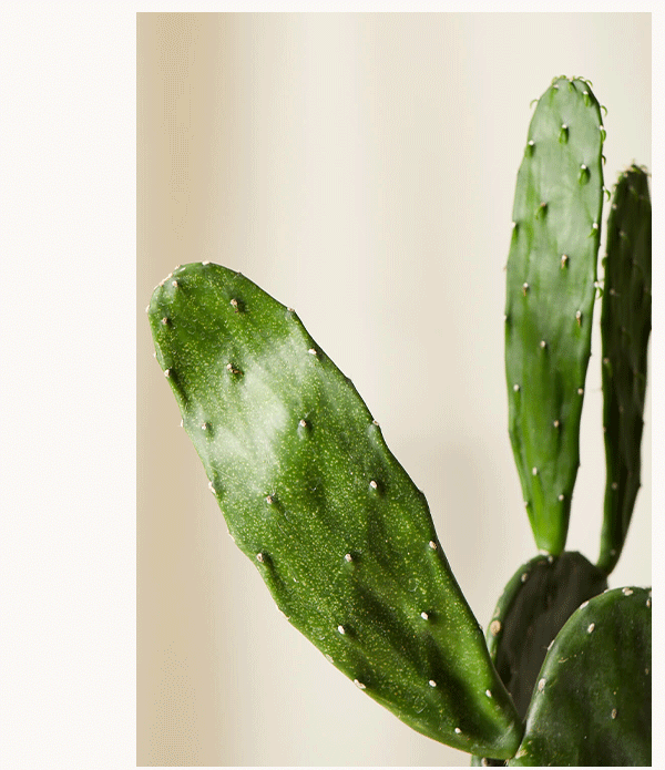 Shop Prickly Pear