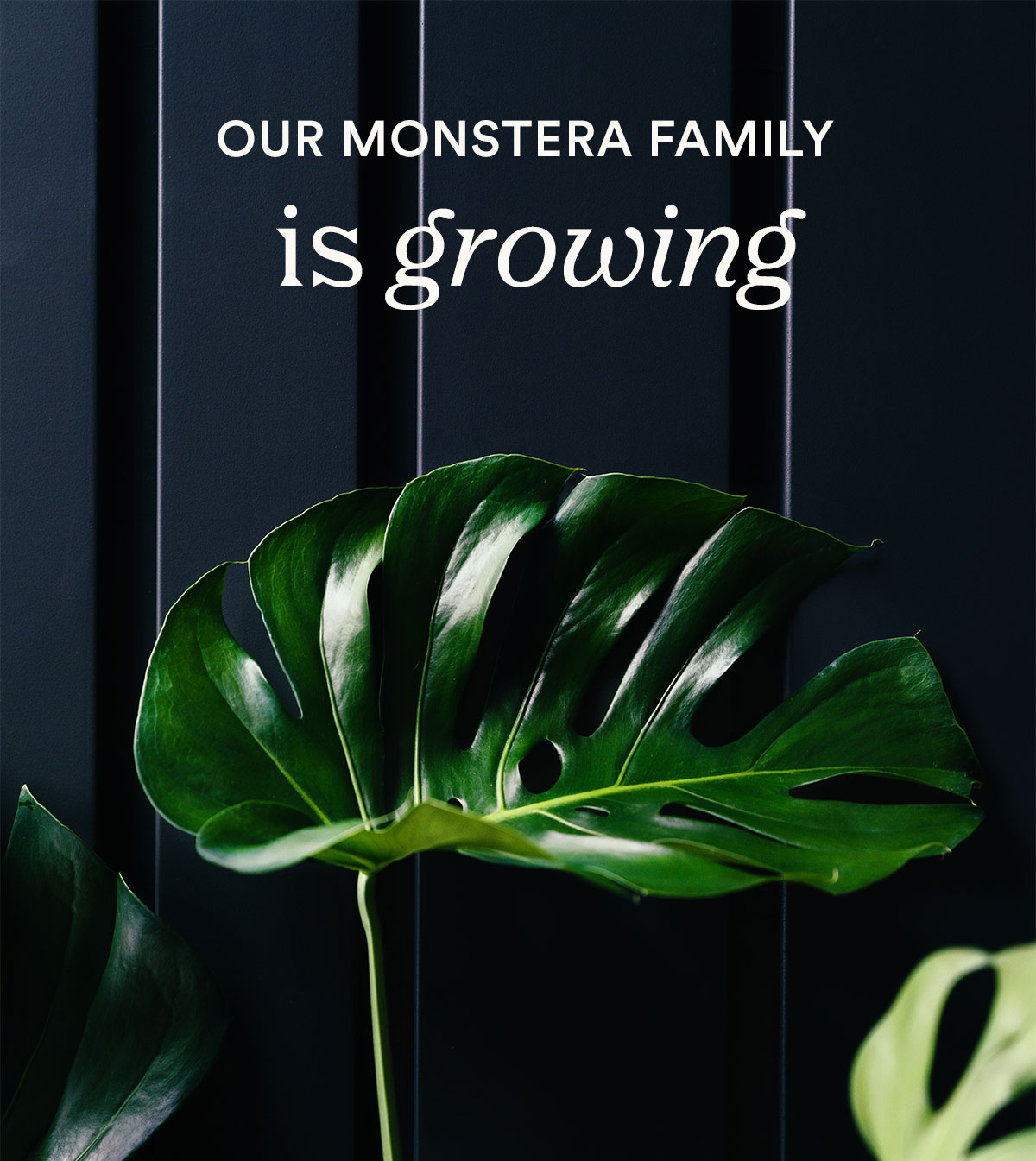 The Monstera family is growing- sign up for sms to be the first to know