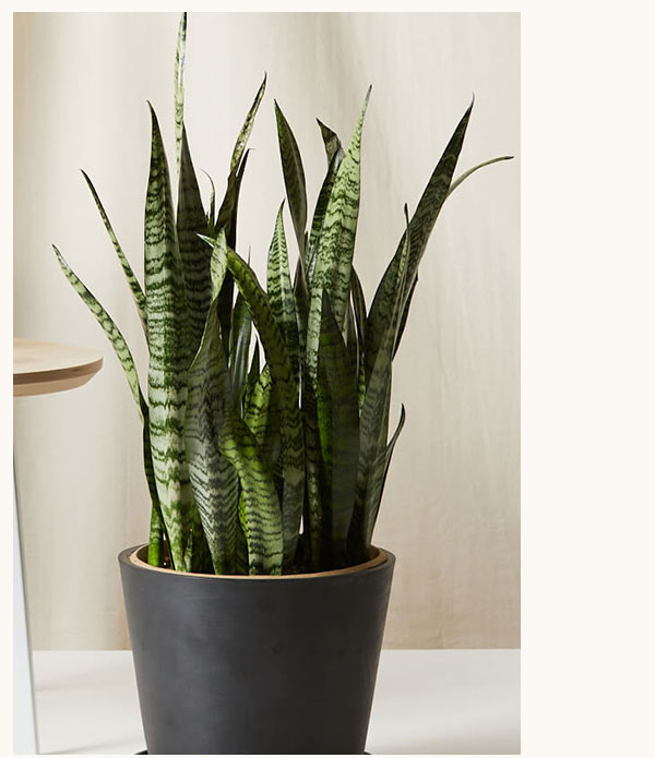 Shop Snake Plant
