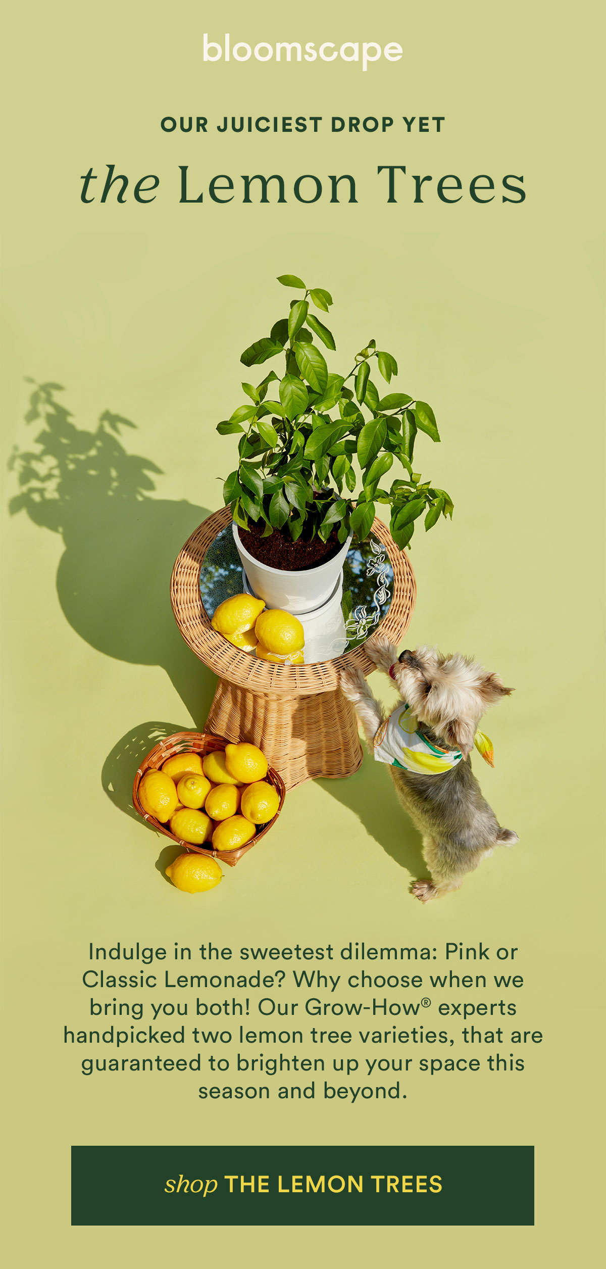 Shop the Lemon Trees