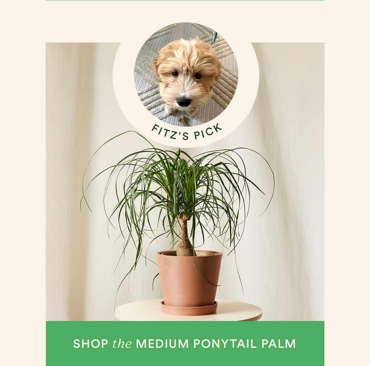 Shop MD Ponytail Palm