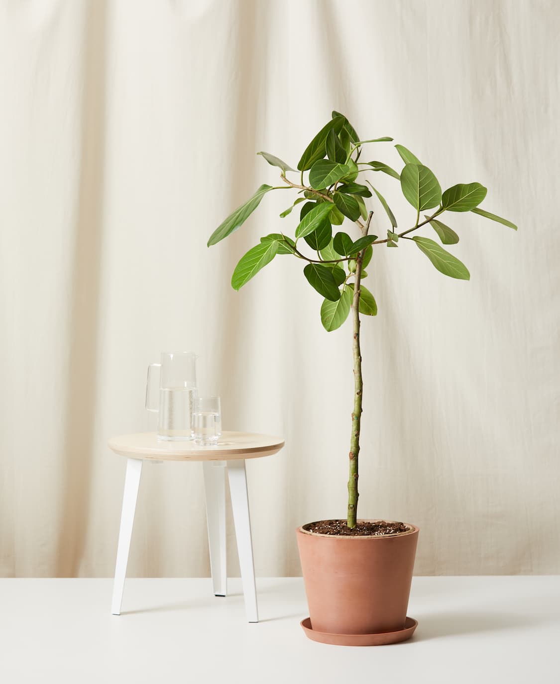 ficus audrey in clay pot